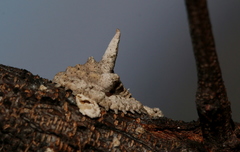 Aspidoproctus