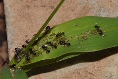 Tetramorium tsushimae