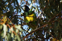 Barnardius zonarius zonarius