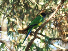 Barnardius zonarius zonarius