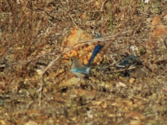 Malurus splendens splendens