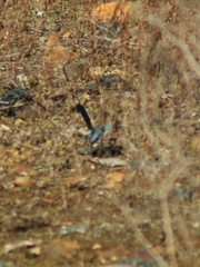 Malurus splendens splendens