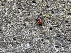 Pyrrhocoris apterus