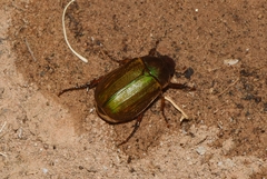 Anomala corpulenta
