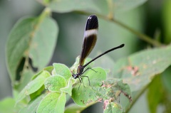 Psolodesmus mandarinus mandarinus