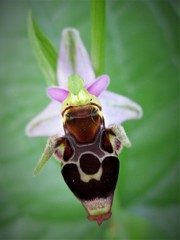 Ophrys scolopax