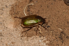 Anomala corpulenta