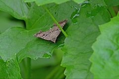 Blasticorhinus rivulosa