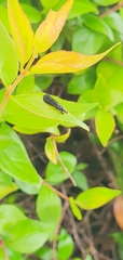 Mystacides azureus