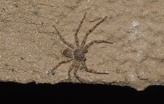 Philodromus spinitarsis