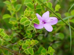 Barleria mysorensis