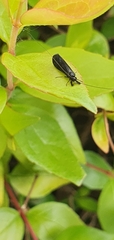 Mystacides azureus