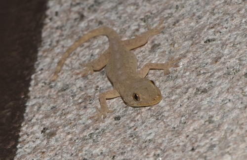 Peking Gecko, Gekko swinhonis