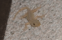 Gekko swinhonis