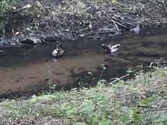 Anas platyrhynchos domesticus