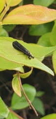 Mystacides azureus