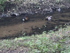 Anas platyrhynchos domesticus