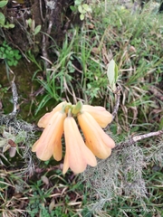 Rhododendron cinnabarinum