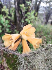 Rhododendron cinnabarinum