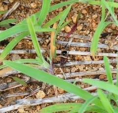 Aspilocoryphus mendicus