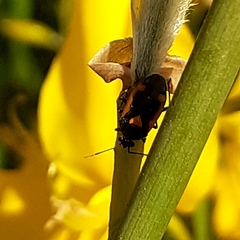 Deraeocoris cordiger