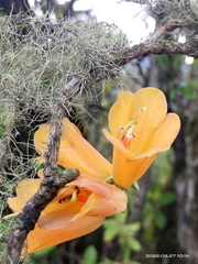 Rhododendron cinnabarinum