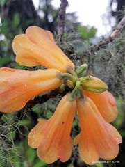 Rhododendron cinnabarinum
