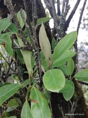 Rhododendron cinnabarinum