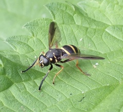 Temnostoma bombylans