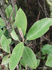 Rhododendron cinnabarinum