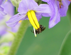 Pachyhalictus