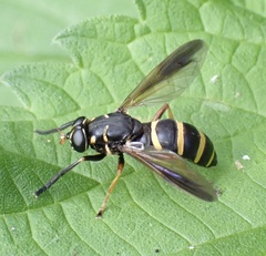 Temnostoma bombylans