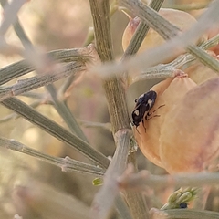 Deraeocoris cordiger