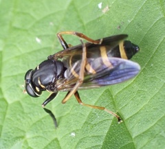 Temnostoma bombylans