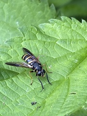 Temnostoma bombylans