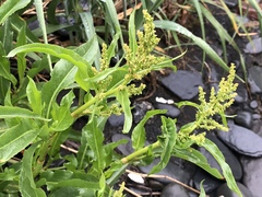 Rumex transitorius