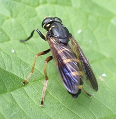 Temnostoma bombylans