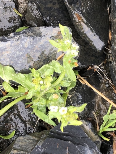 Oriental Popcornflower (Plagiobothrys orientalis)