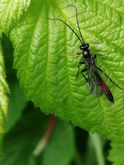 Limneriini