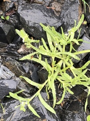 Plagiobothrys orientalis