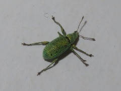 Phyllobius roboretanus