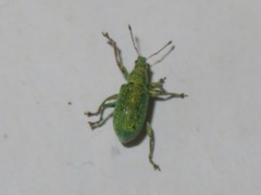 Phyllobius roboretanus