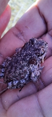 Capensibufo tradouwi