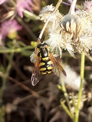 Chrysotoxum intermedium
