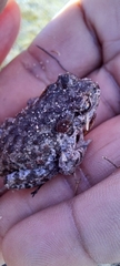 Capensibufo tradouwi