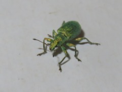 Phyllobius roboretanus