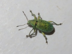 Phyllobius roboretanus