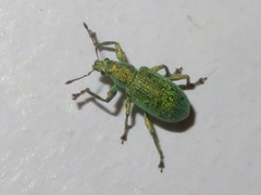 Phyllobius roboretanus