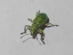 Phyllobius roboretanus