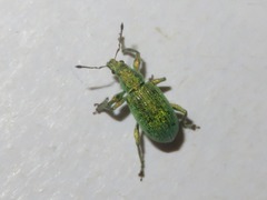 Phyllobius roboretanus